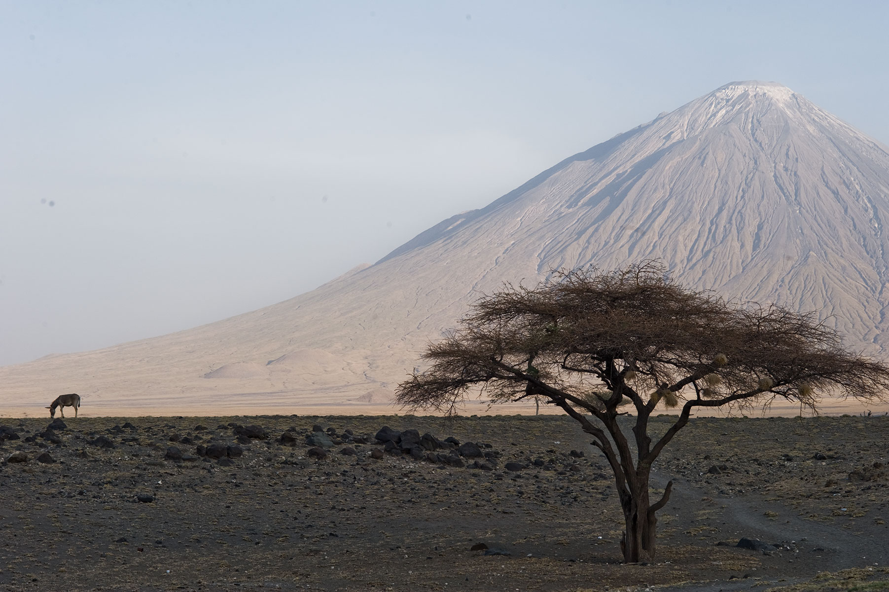 Mt Liungai, North Tanzania