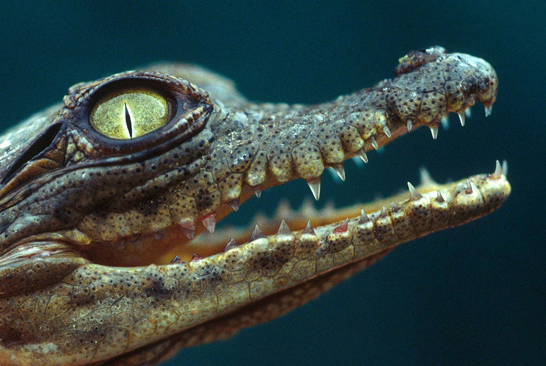 Baby Nile Croc, South Africa